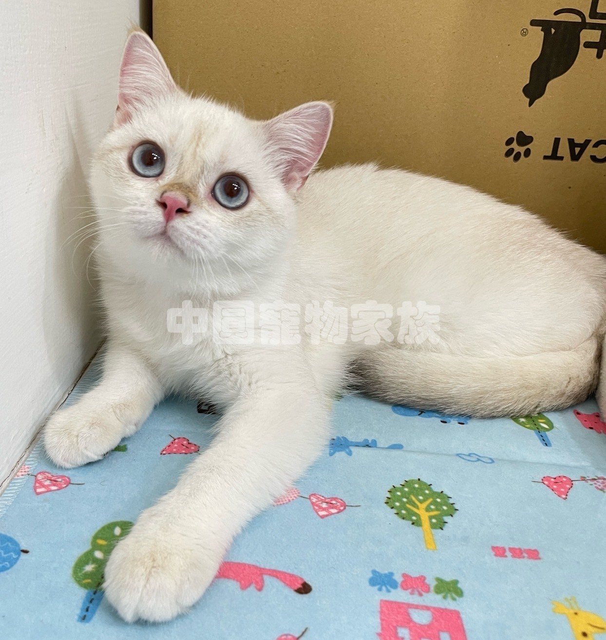 中圓寵物家族／金點英國短毛貓