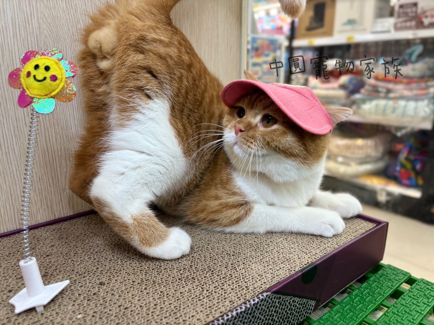 中圓寵物家族／橘白英國短毛貓