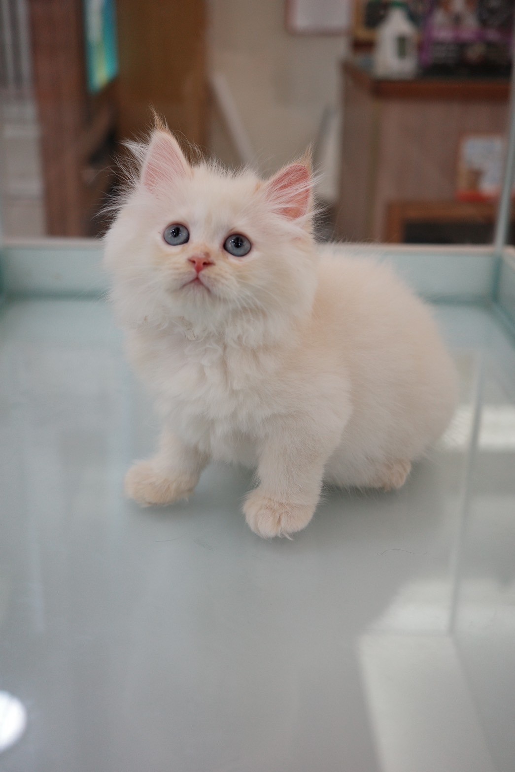 中圓寵物家族／奶油金英國長毛貓