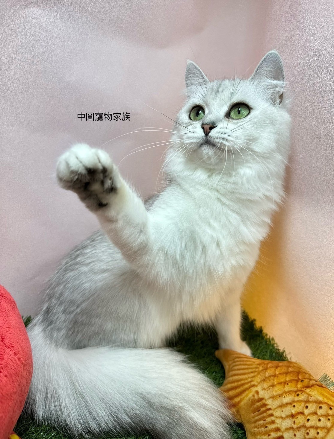 中圓寵物家族／銀漸層英國長毛貓
