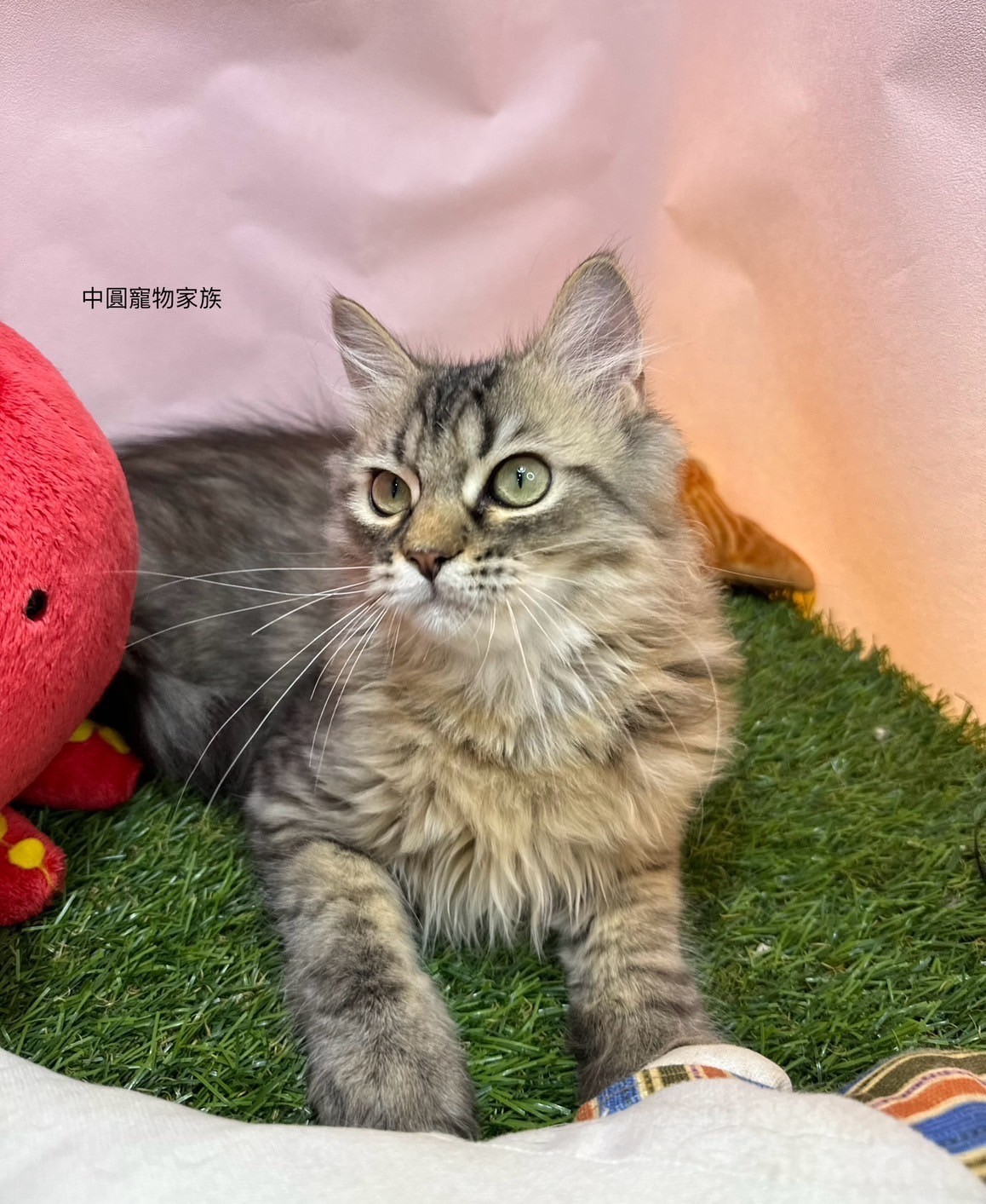 中圓寵物家族／黃金色金吉拉