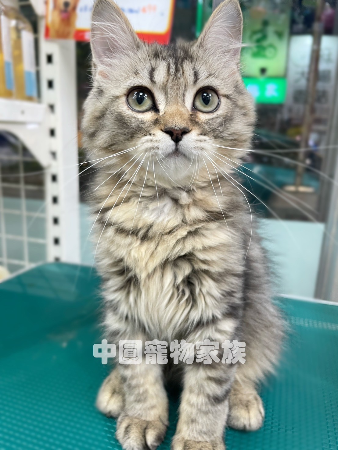 中圓寵物家族／黃金色金吉拉