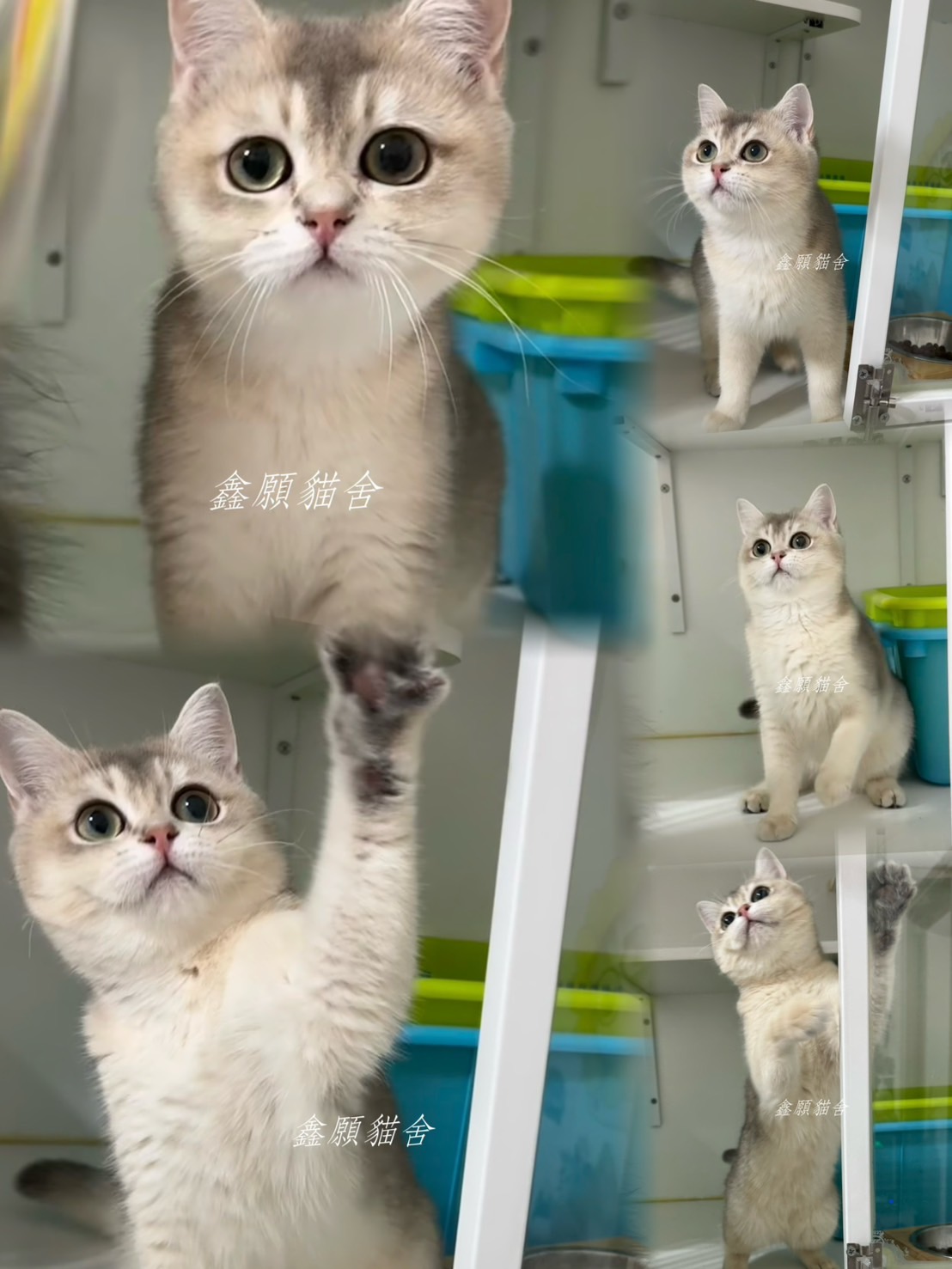 鑫願貓舍／藍金漸層英國短毛貓