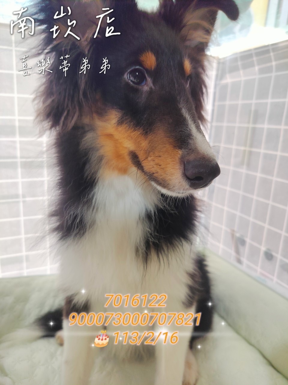 中圓寵物家族／三色喜樂蒂