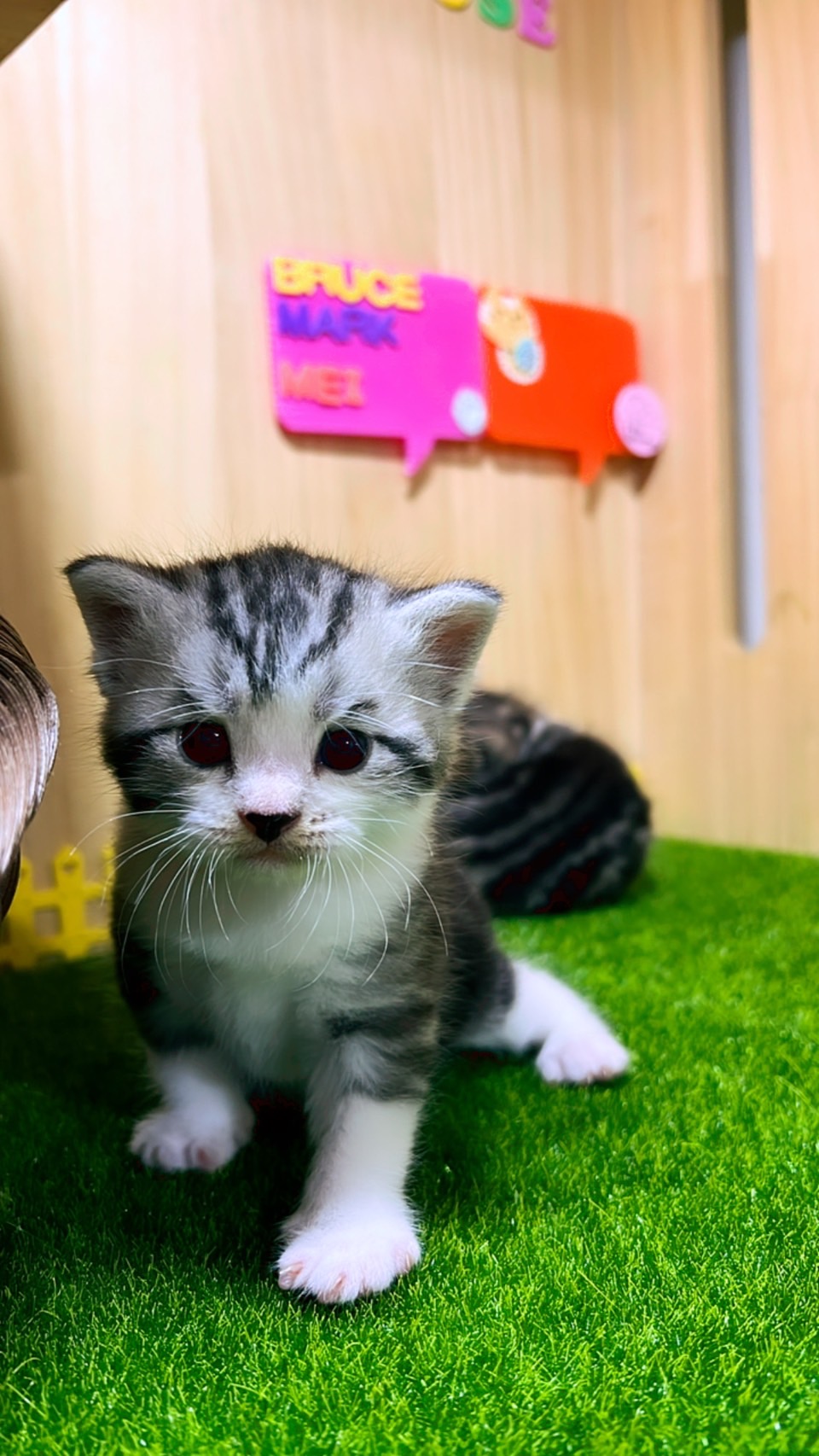 布魯斯貓舍／銀白螺旋紋美國短毛貓加白