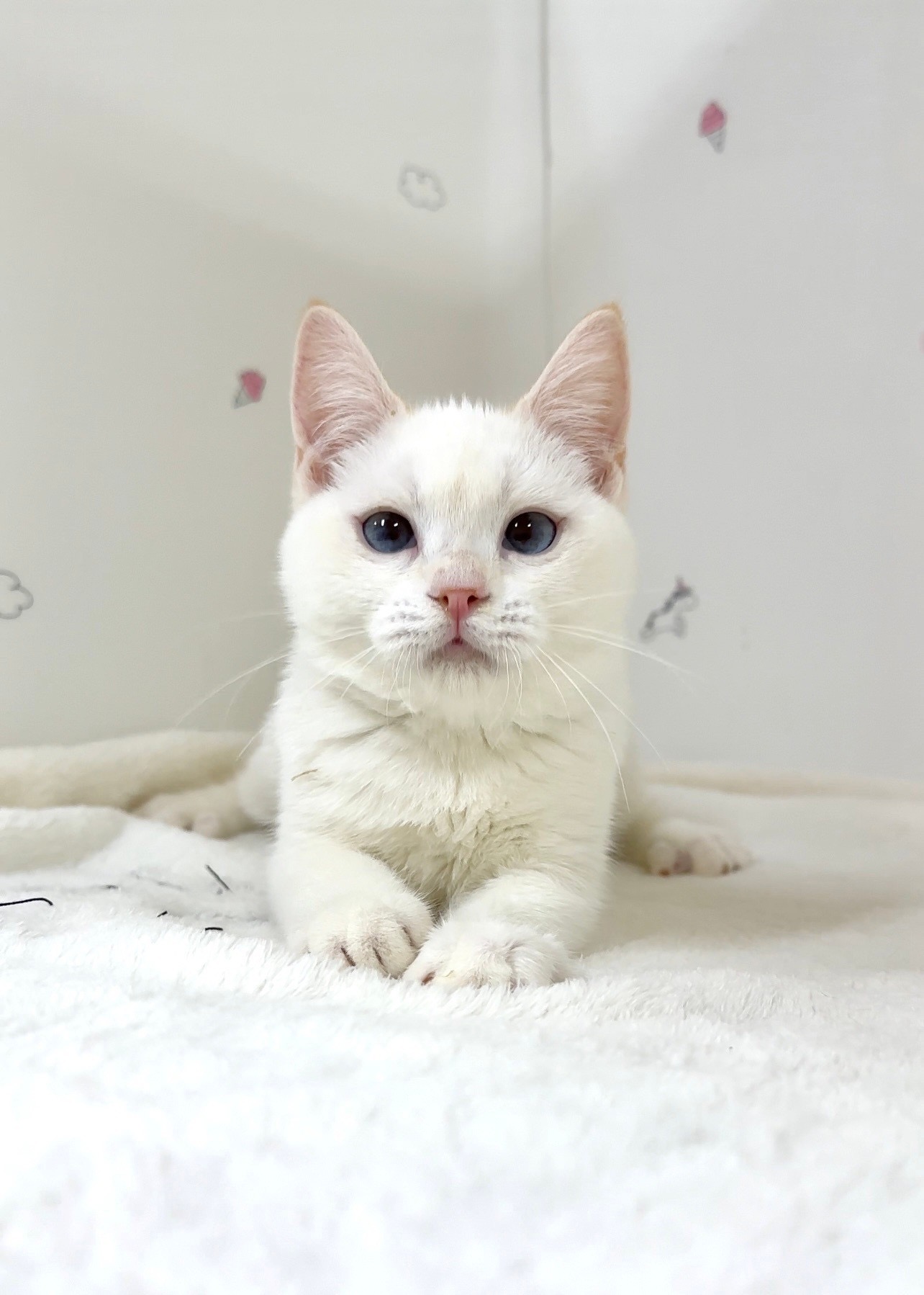 貓咪總動員館／奶端色英國短毛貓