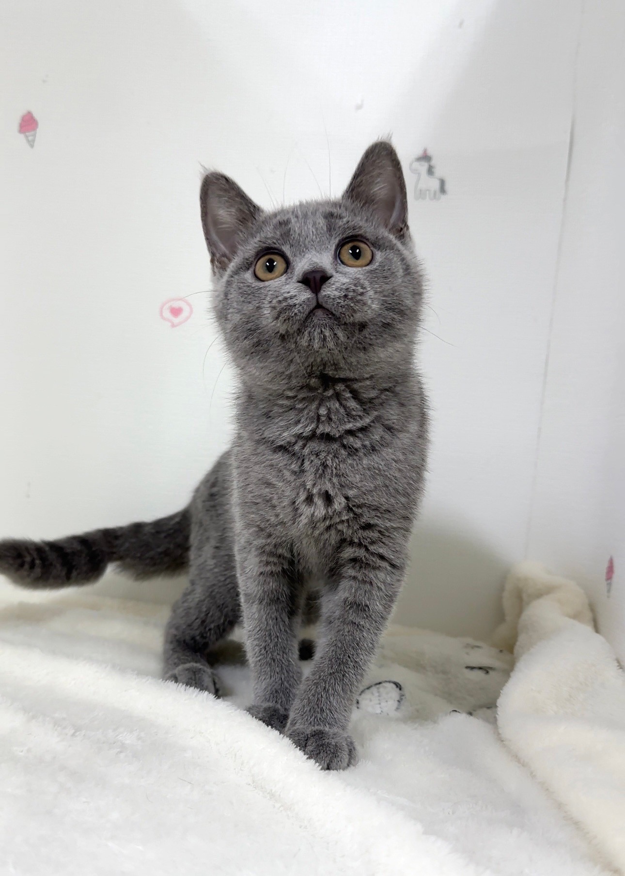 貓咪總動員館／藍色英國短毛貓