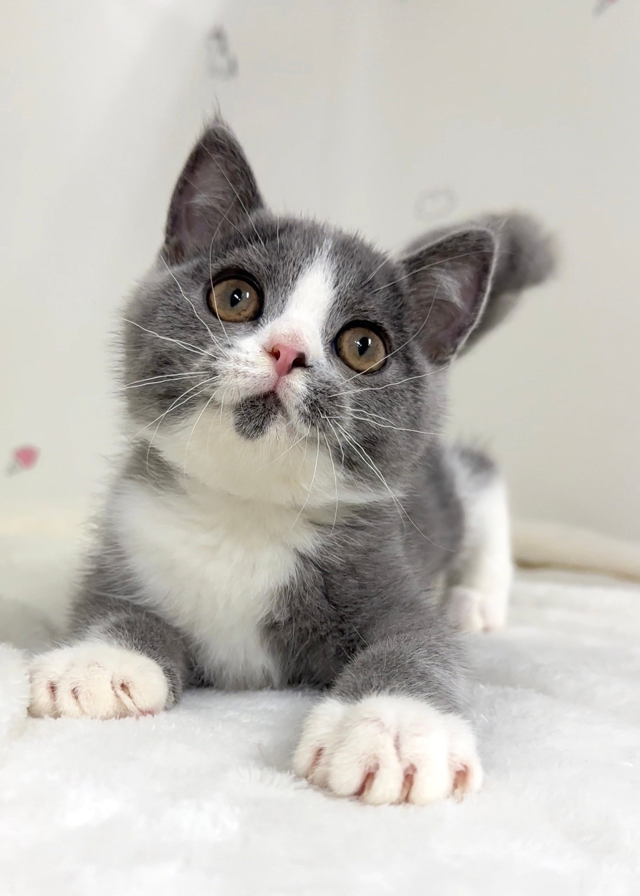 貓咪總動員館／藍白英國短毛貓