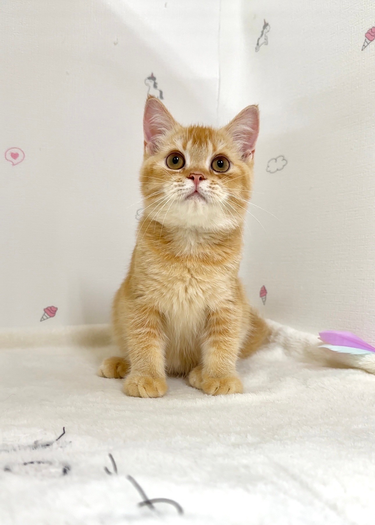 貓咪總動員館／紅金色英國短毛貓