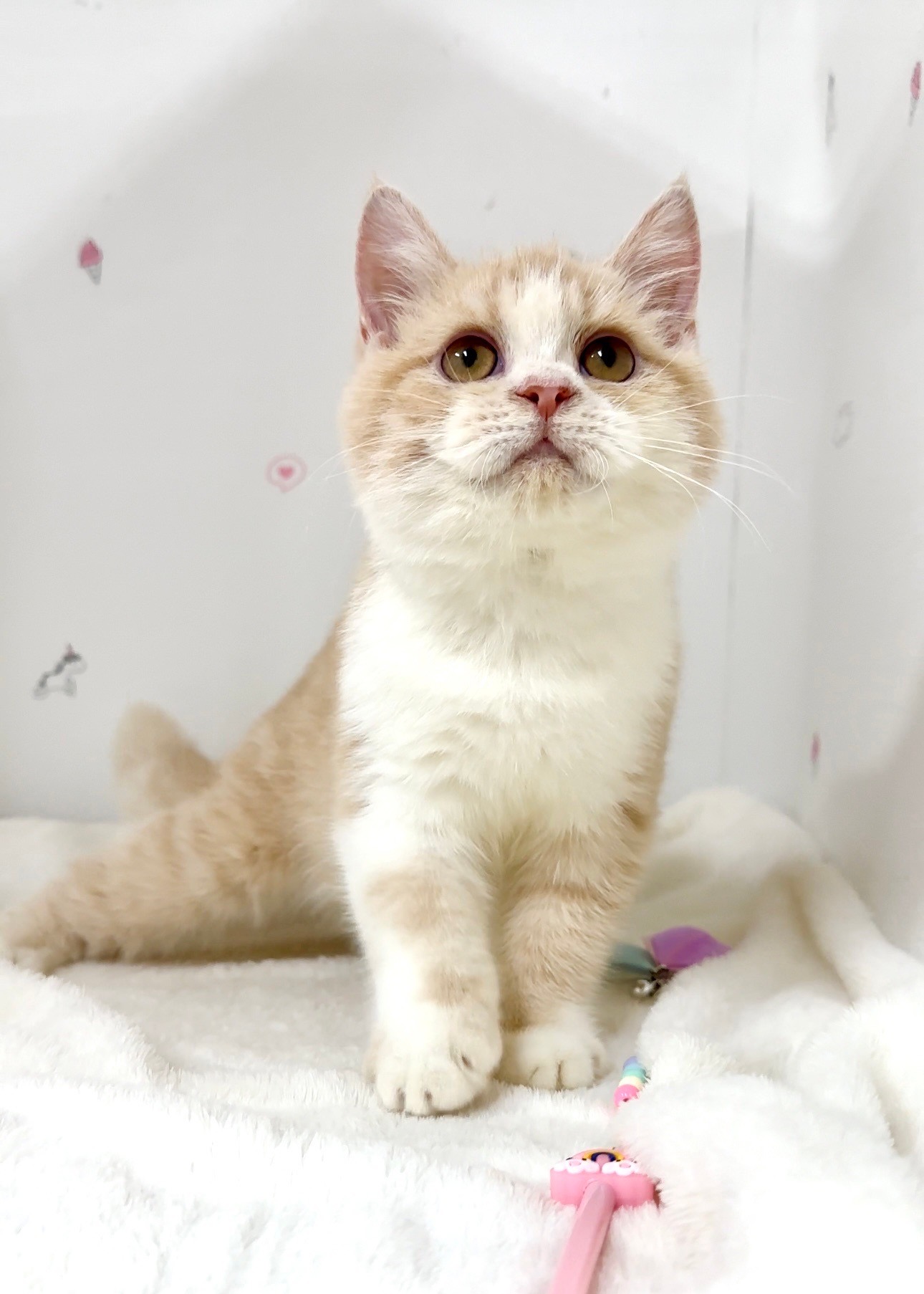 貓咪總動員館／奶油白英國短毛貓