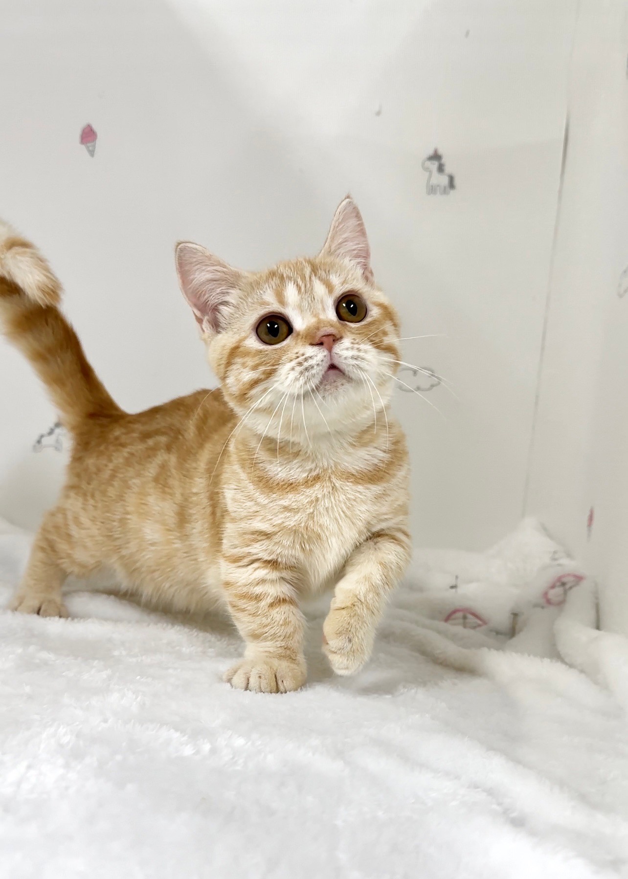 貓咪總動員館／橘紅色曼赤肯