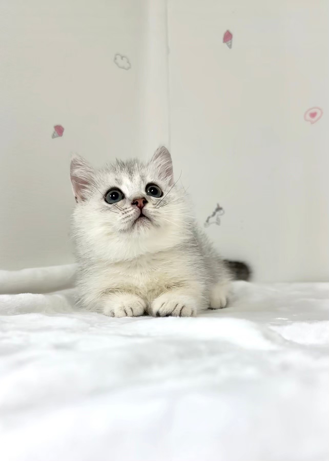 貓咪總動員館／銀漸層曼赤肯