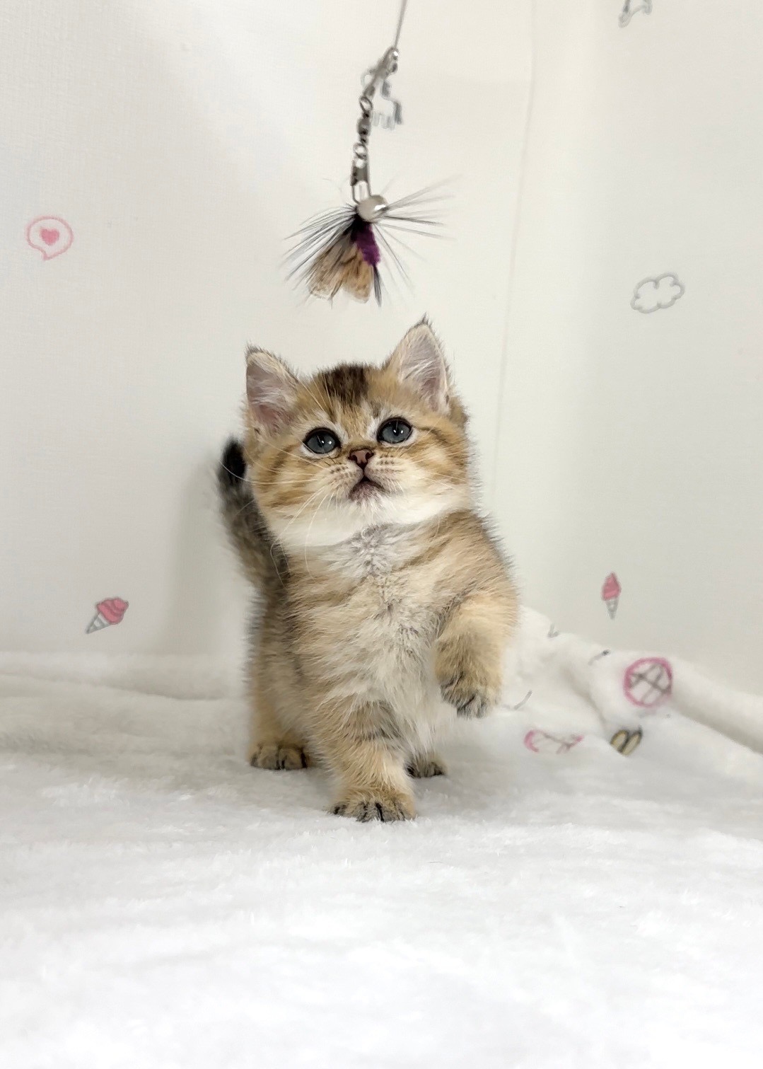 貓咪總動員館／黑金色曼赤肯