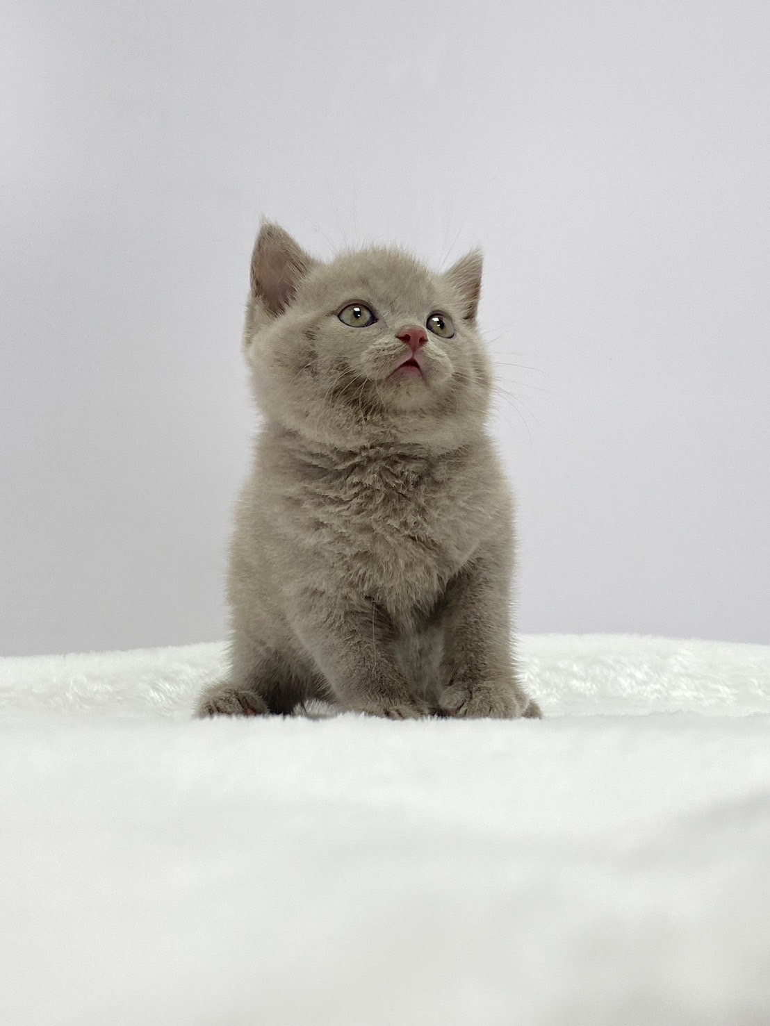 小藤貓舍／小鹿色英國短毛貓