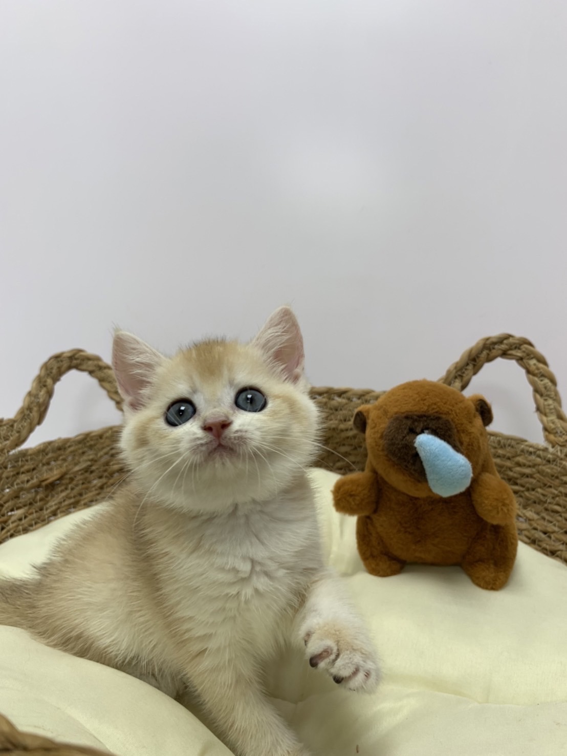 小藤貓舍／金漸層英國短毛貓