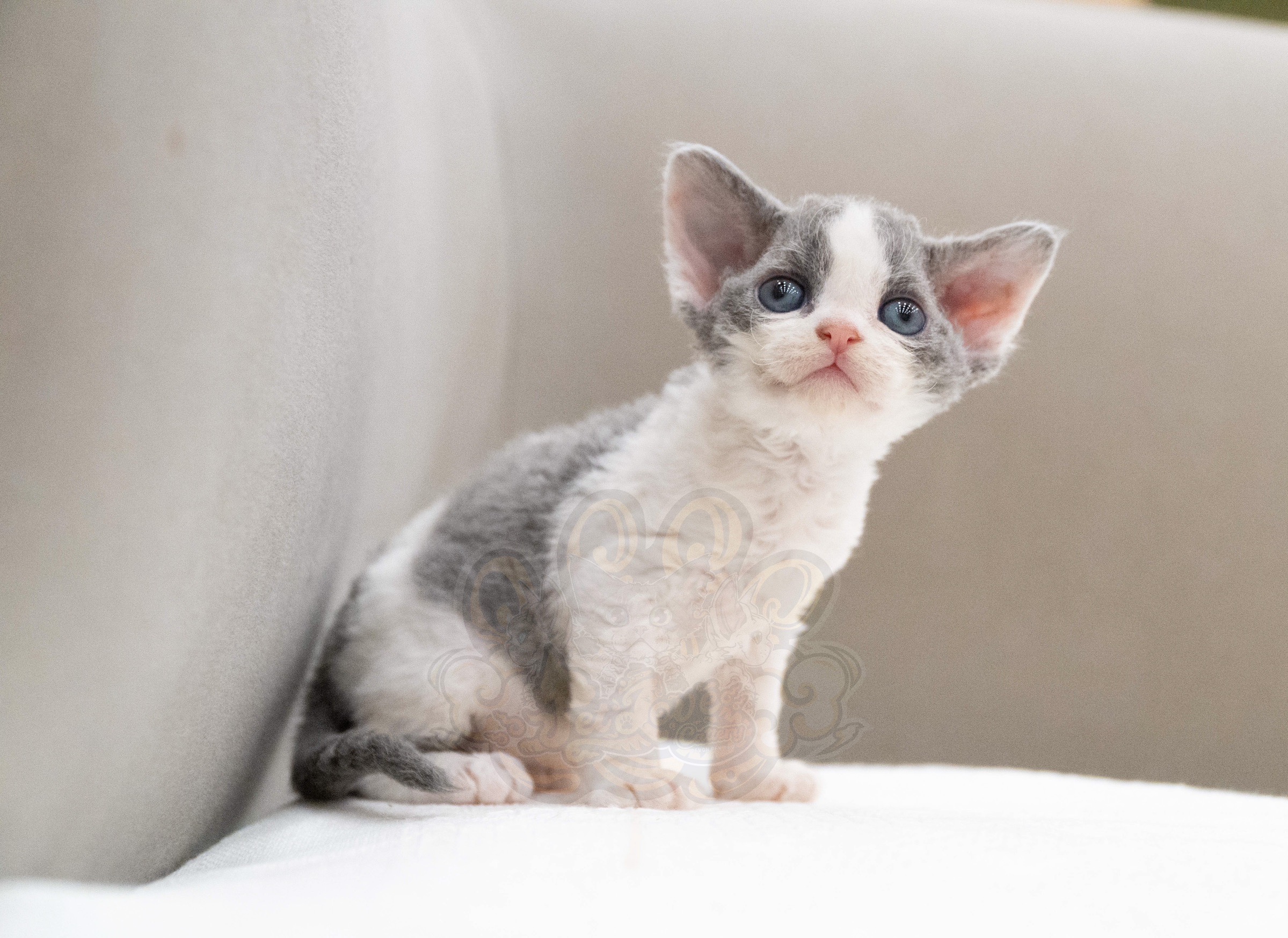 寵愛貓舍／藍白賓士德文捲毛貓