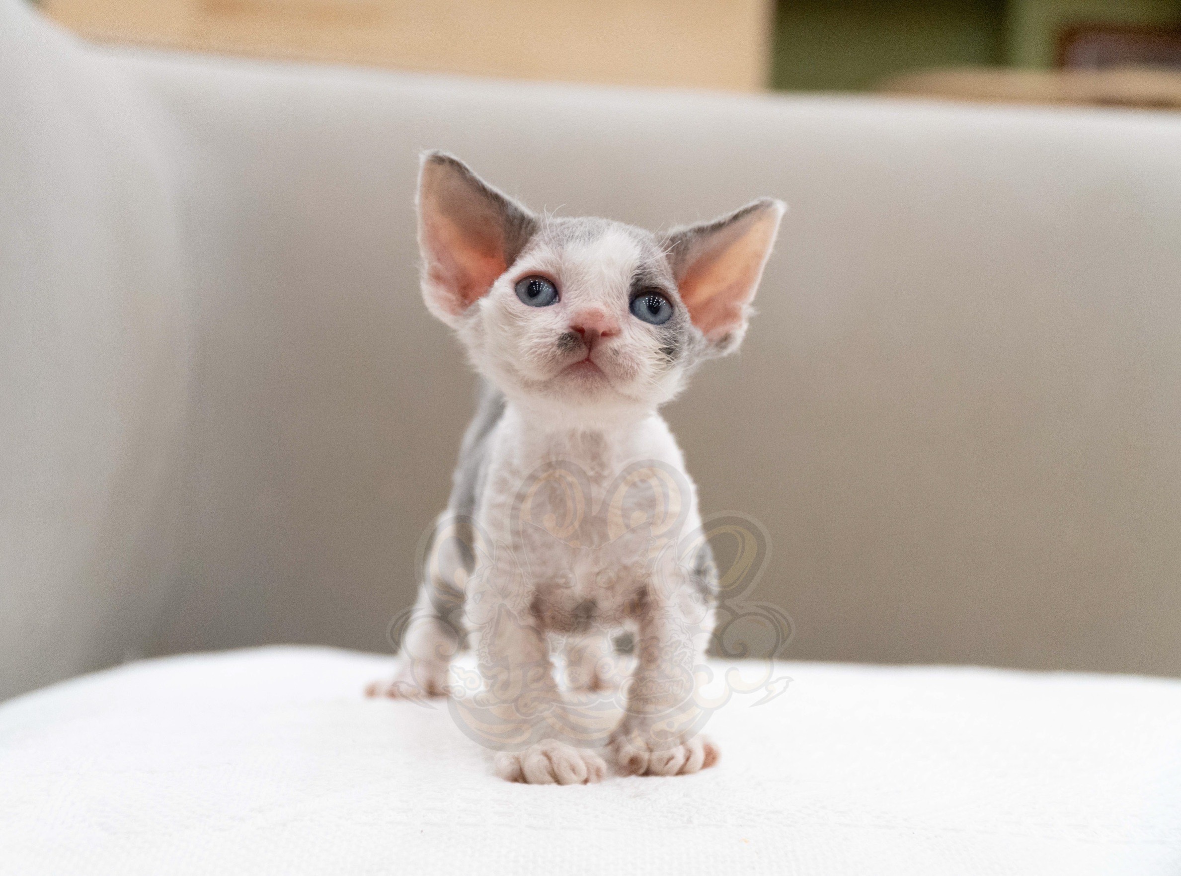 寵愛貓舍／藍白色德文捲毛貓