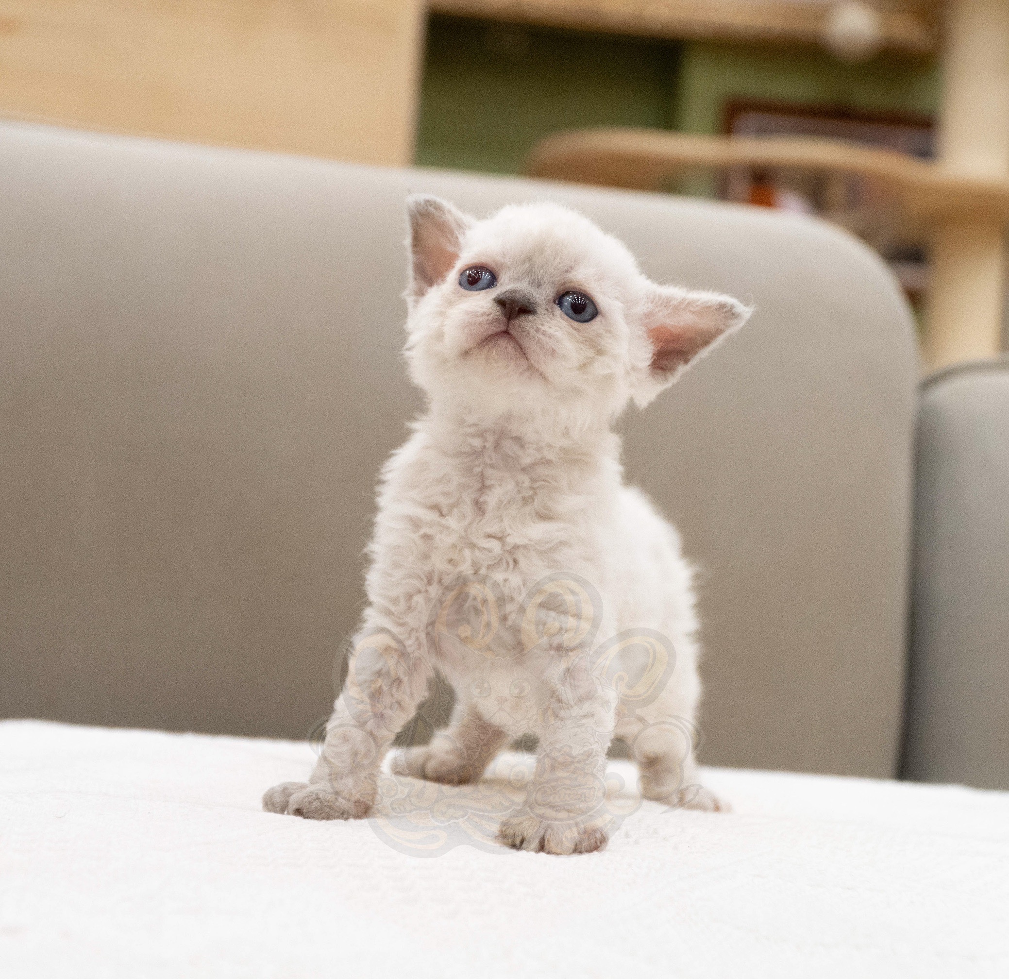 寵愛貓舍／海豹色德文捲毛貓