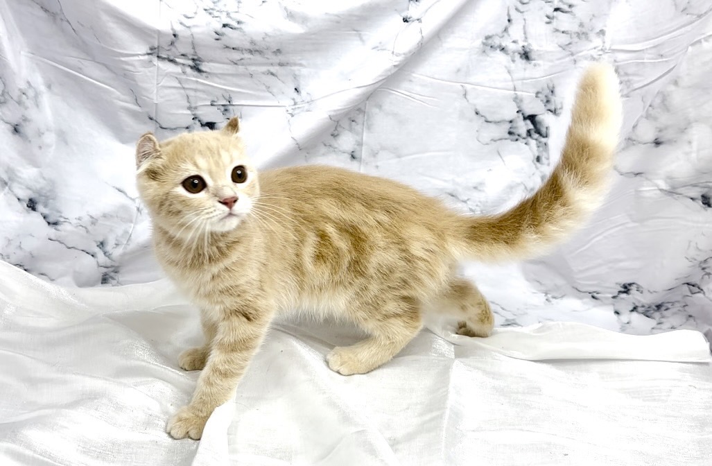 華貴皇族國際專業貓舍／奶油色捲耳短毛貓