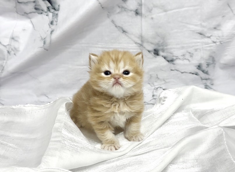 華貴皇族國際專業貓舍／奶金色曼赤肯