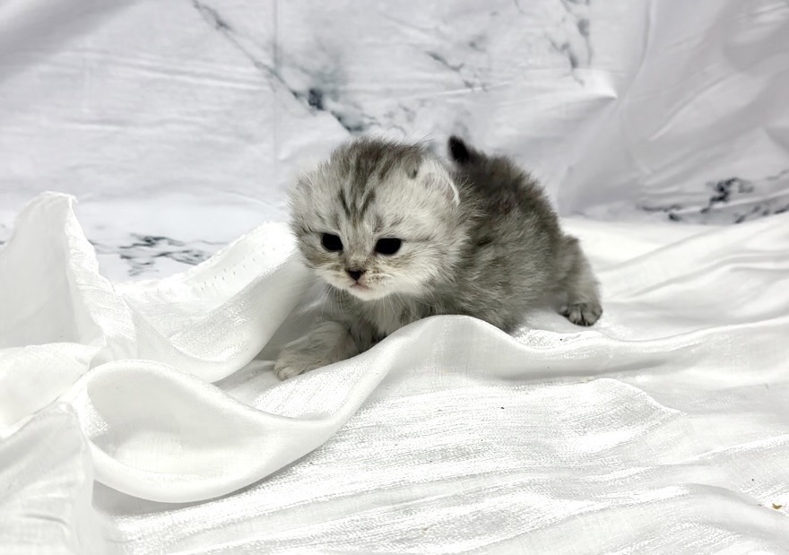 華貴皇族國際專業貓舍／銀虎斑捲耳貓