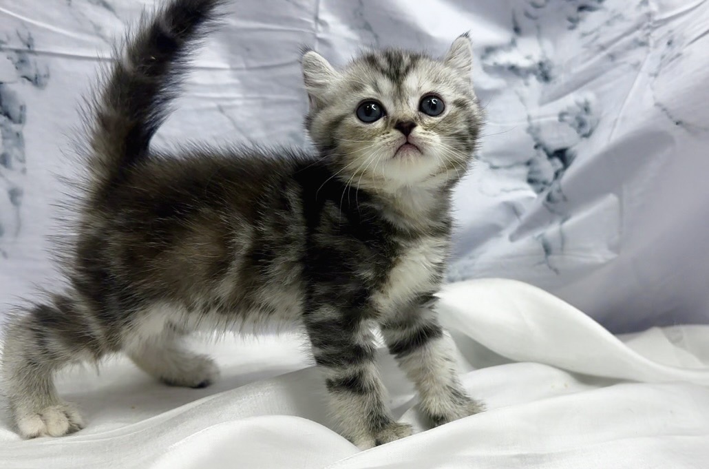 華貴皇族國際專業貓舍／銀捲耳美國短毛貓