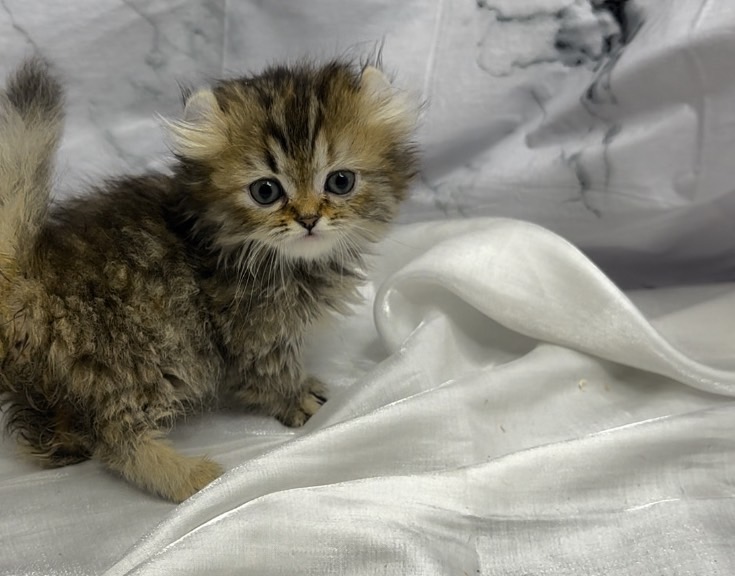 華貴皇族國際專業貓舍／捲耳小步舞曲