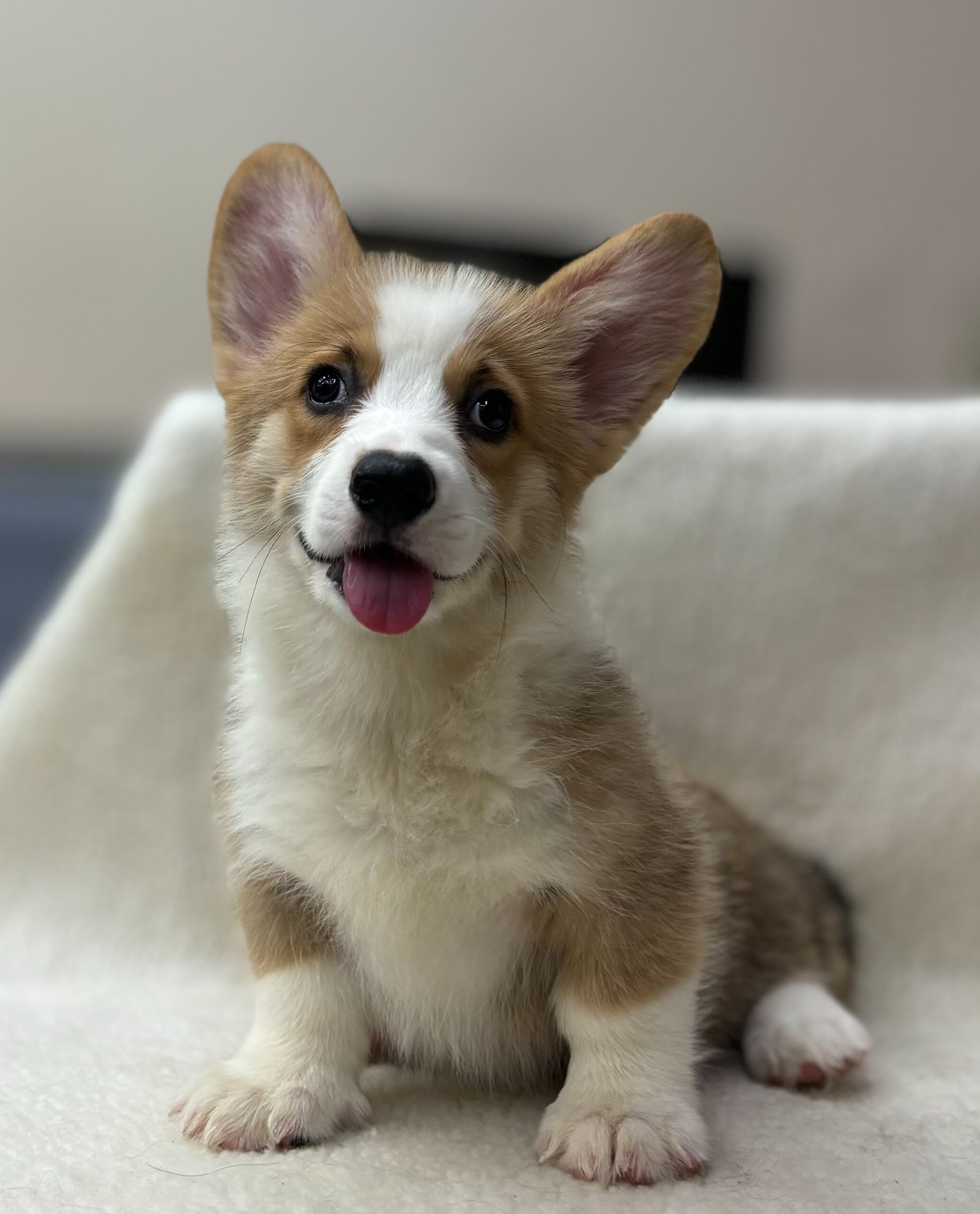 淘氣狗寶貝貓寵物店／柯基犬