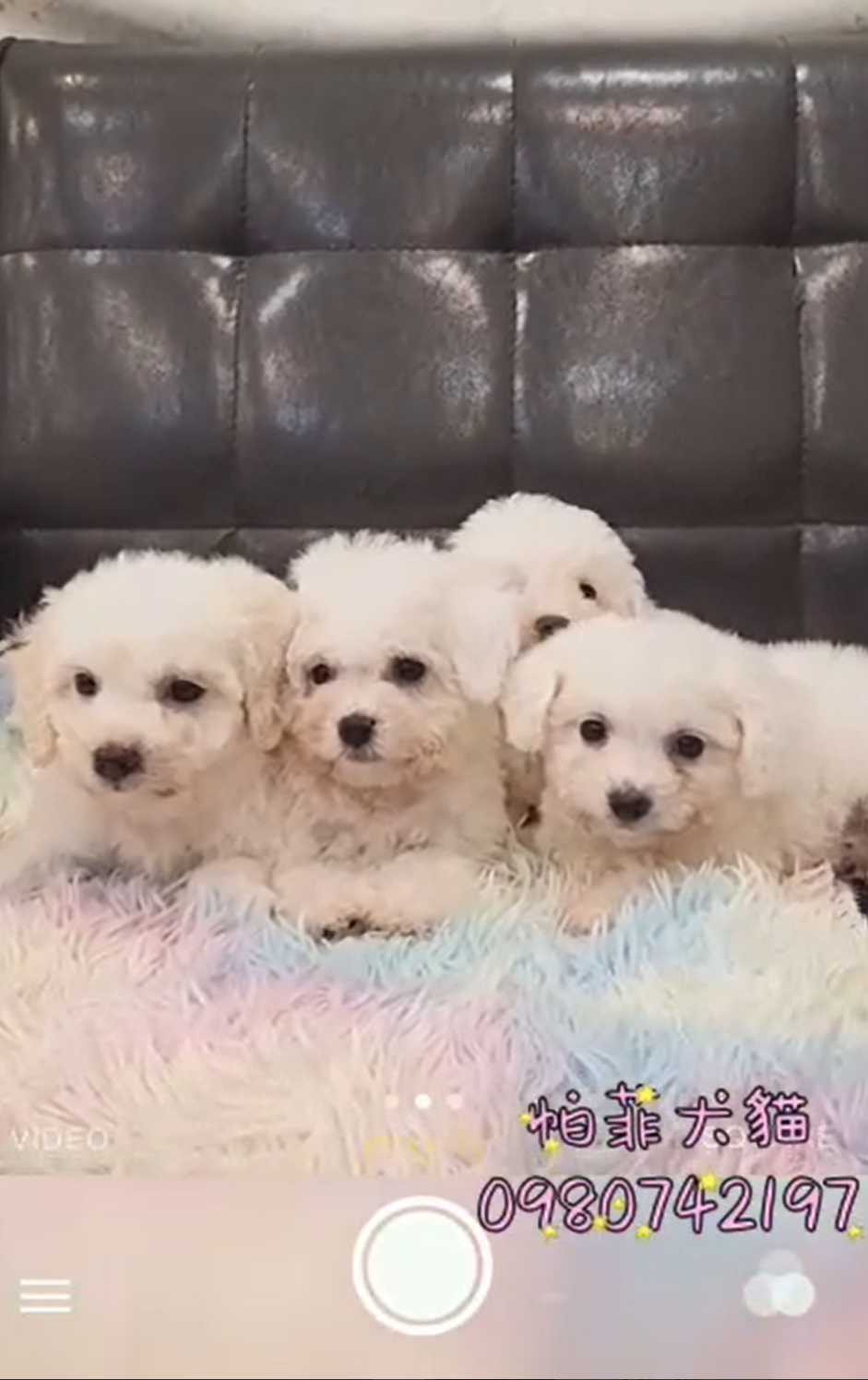 帕菲寵物館／韓系比熊