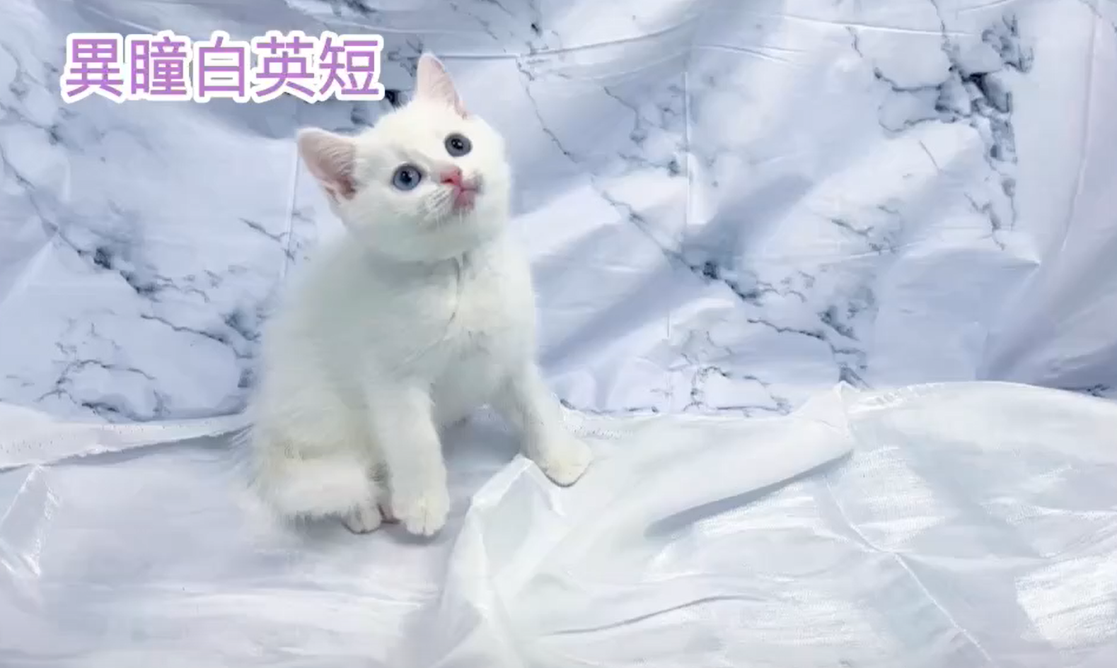 華貴皇族國際專業貓舍／白色異瞳英國短毛貓