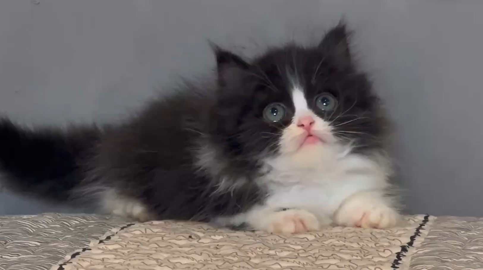 尊爵名皇／黑白賓士小步舞曲