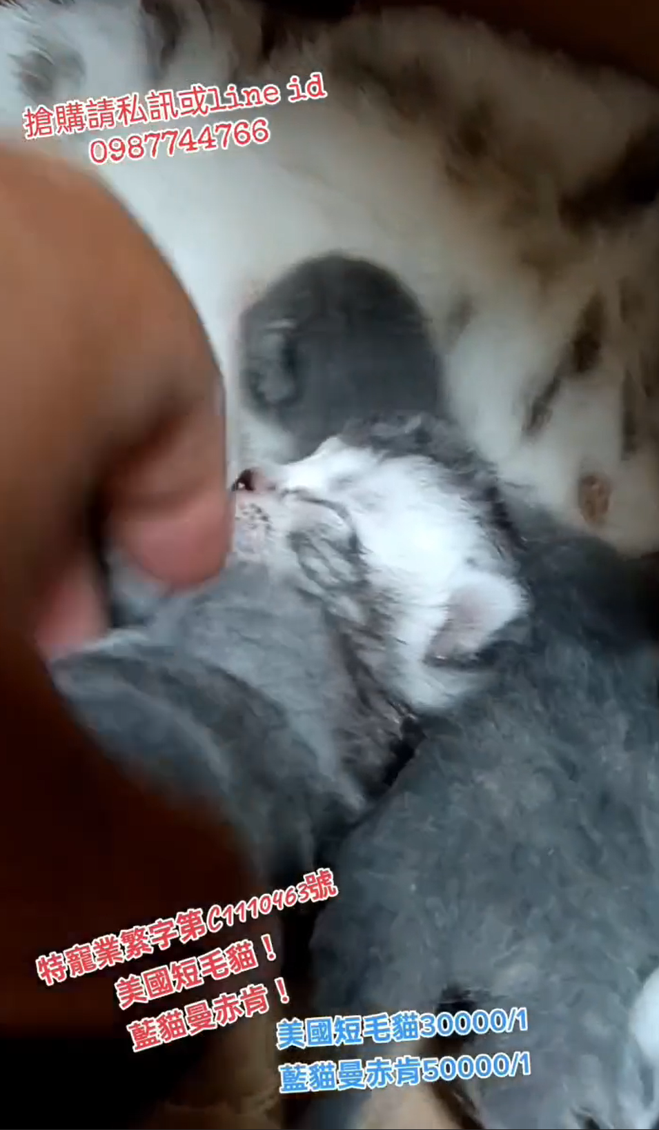 幸福朵貓貓貓舍／藍色曼赤肯&銀白色美國短毛貓