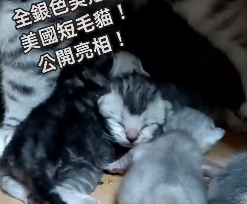 幸福朵貓貓貓舍／銀色美國短毛貓