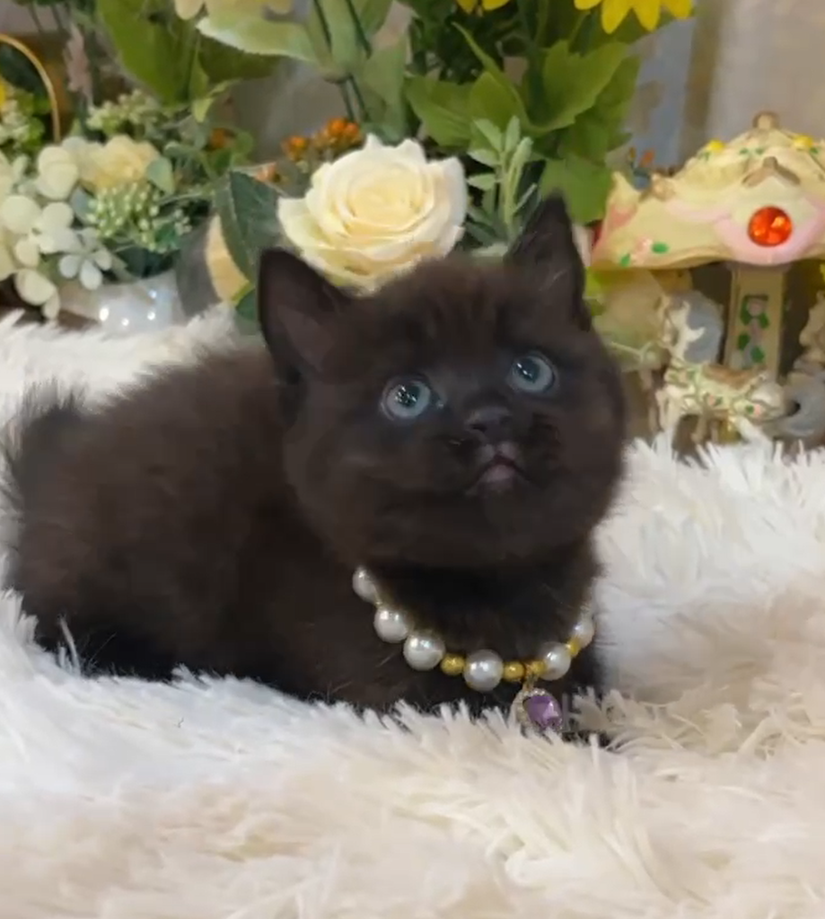 星光貓舍／黑色曼赤肯