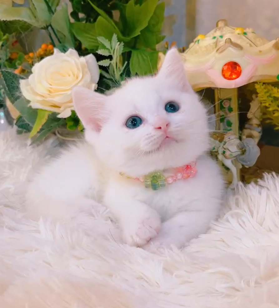 星光貓舍／白色曼赤肯