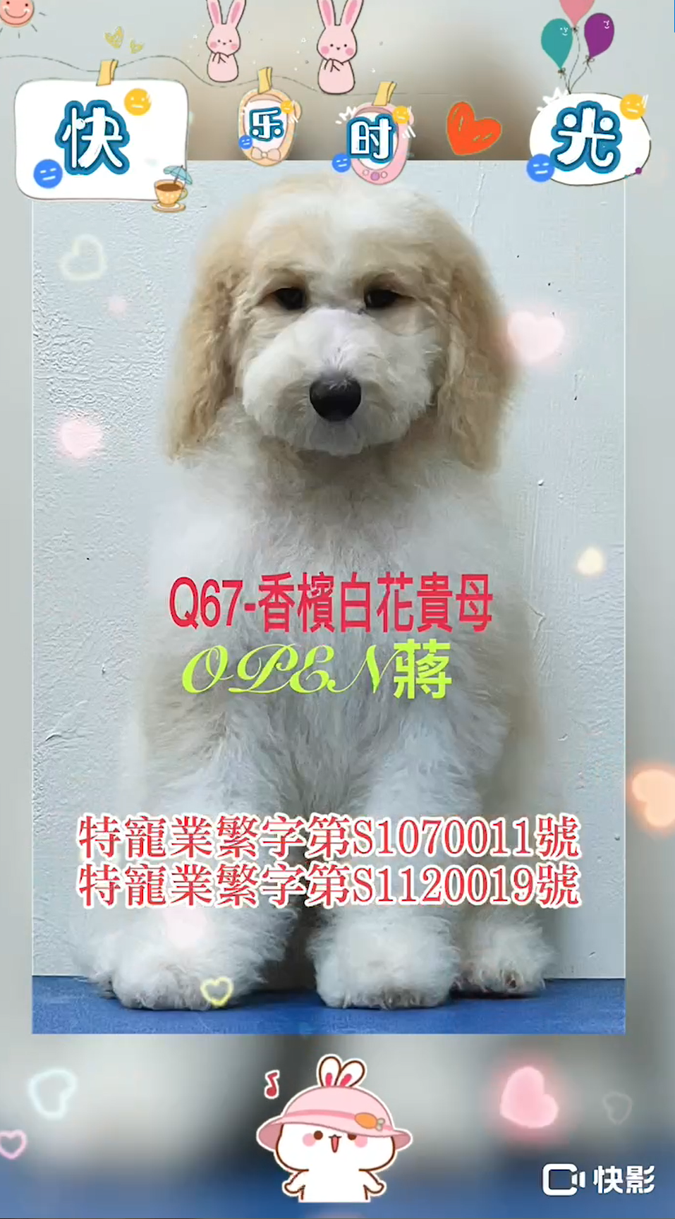 OPEN蔣犬舍／各色巨型貴賓