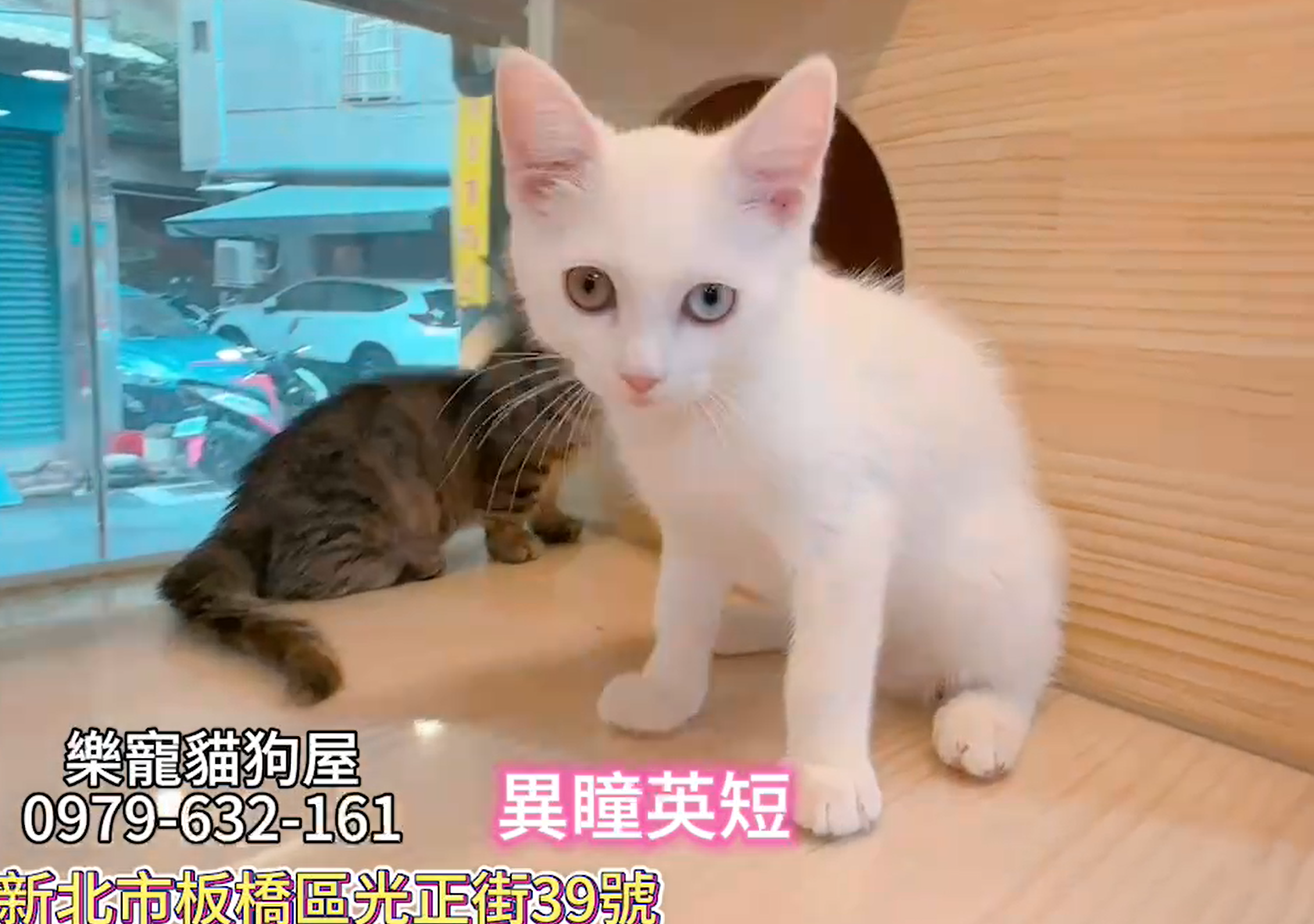 樂寵貓狗屋／英國短毛貓