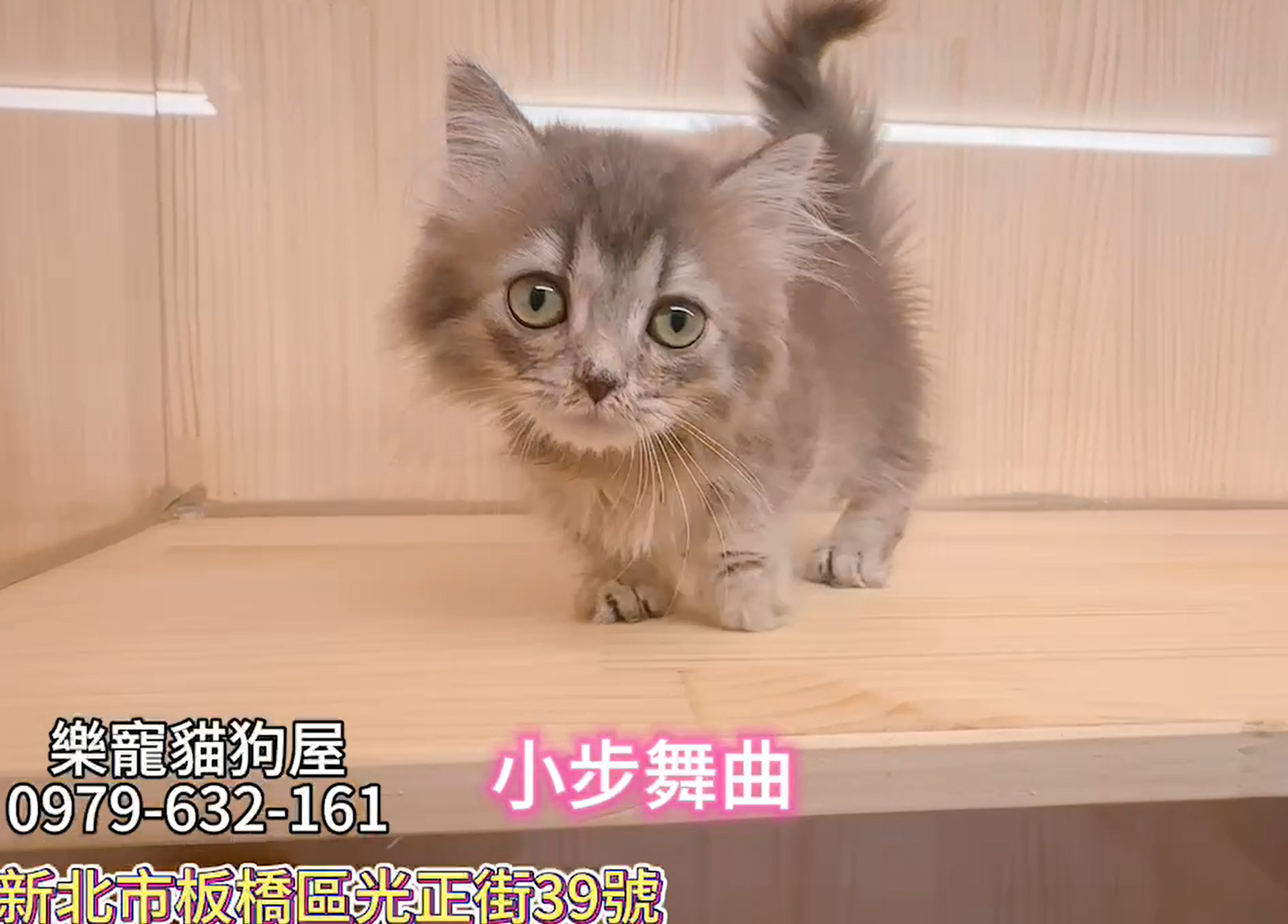 樂寵貓狗屋／小步舞曲