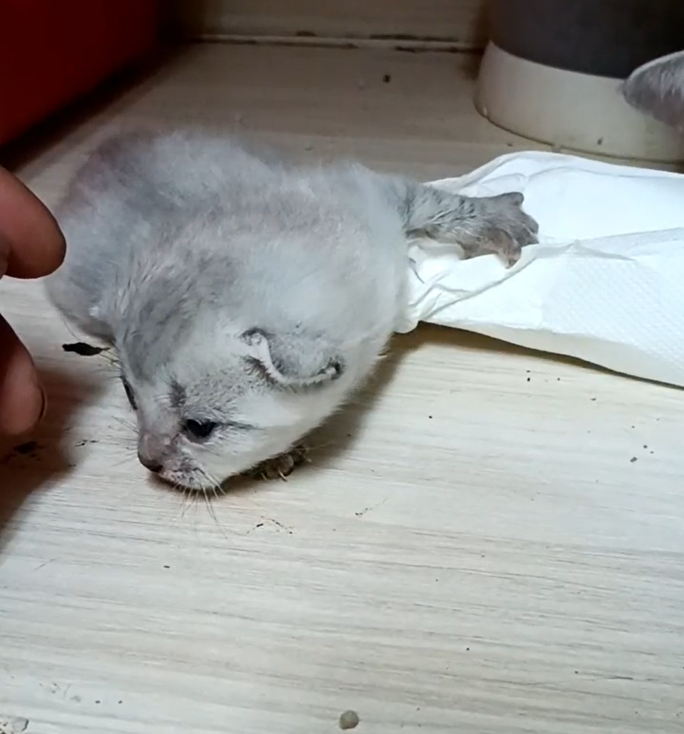 幸福朵貓貓貓舍／銀黑色美國短毛貓