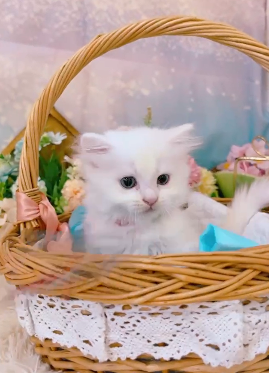 星光貓舍／海苔片白色英國長毛貓