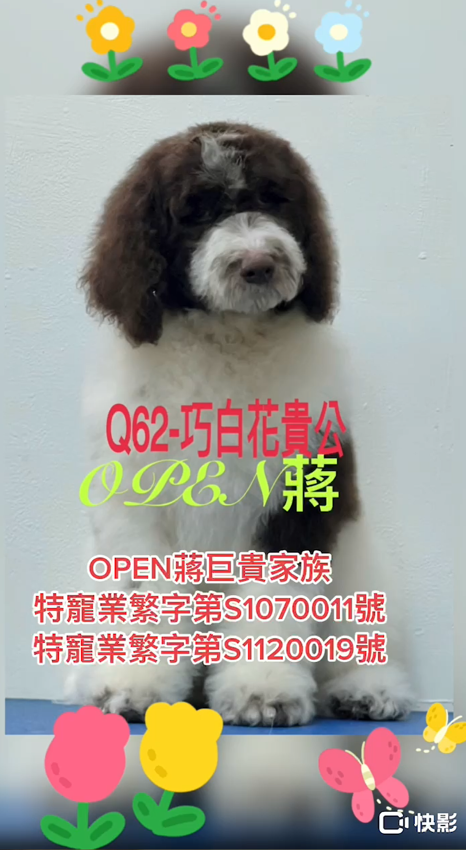 OPEN蔣犬舍／各色巨型貴賓