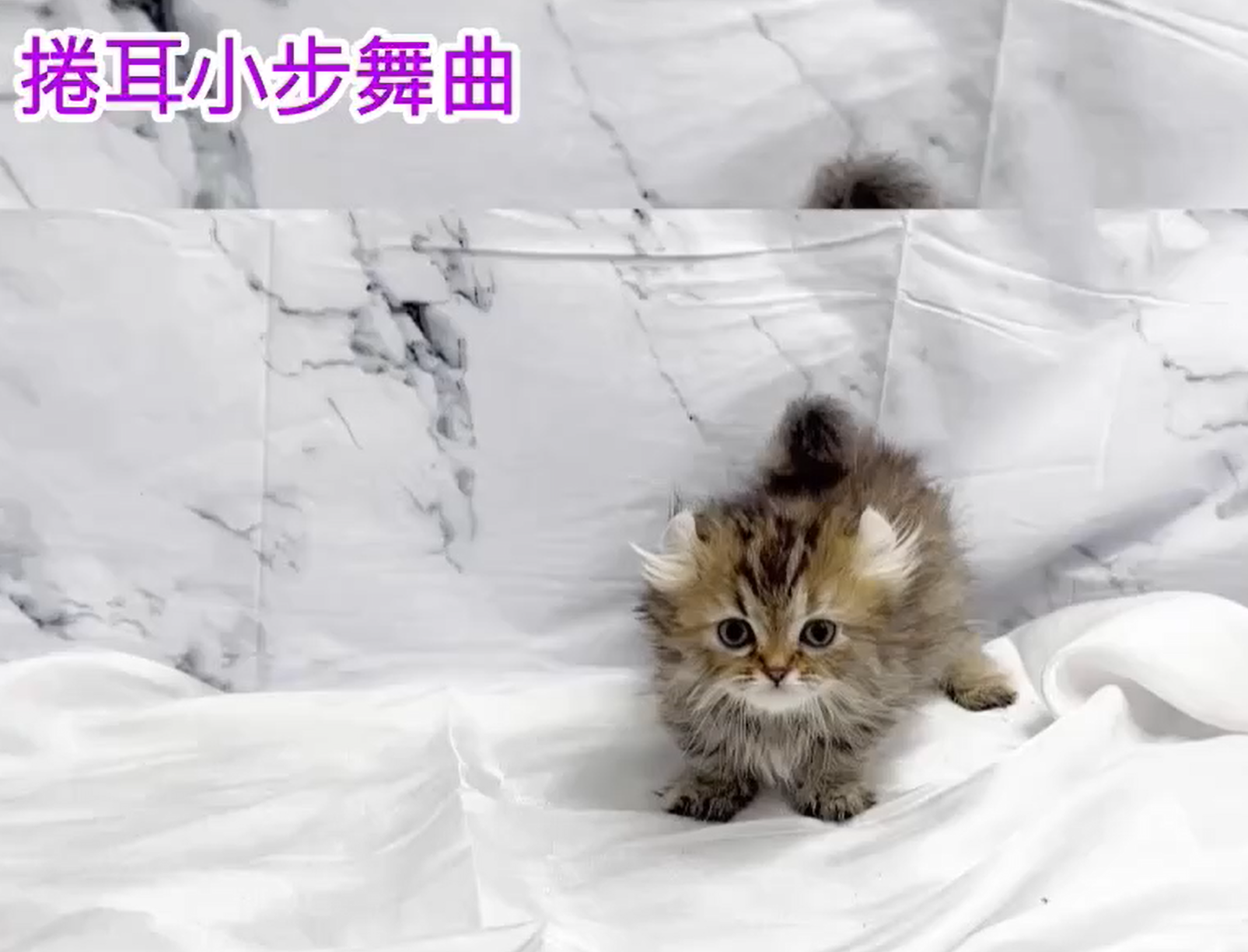 華貴皇族國際專業貓舍／捲耳小步舞曲