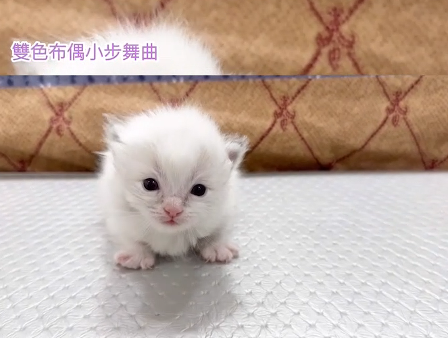 華貴皇族國際專業貓舍／雙色布偶小步舞曲