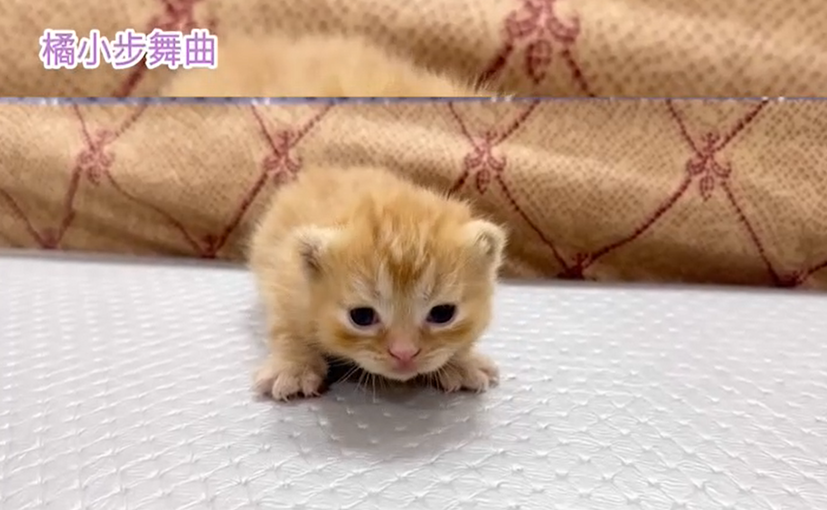 華貴皇族國際專業貓舍／橘色小步舞曲