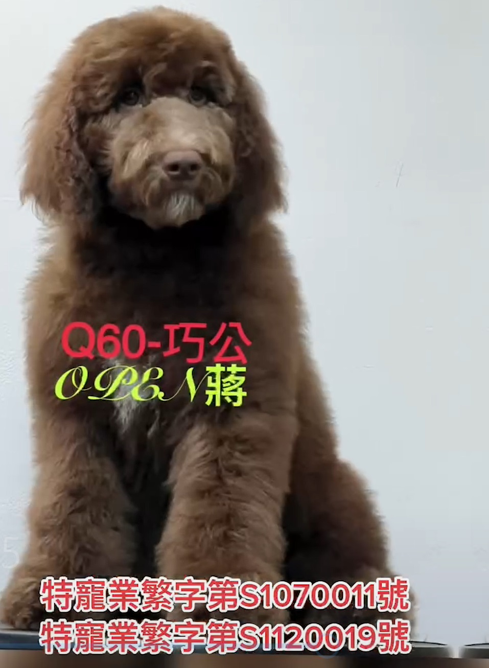 OPEN蔣犬舍／各色巨型貴賓