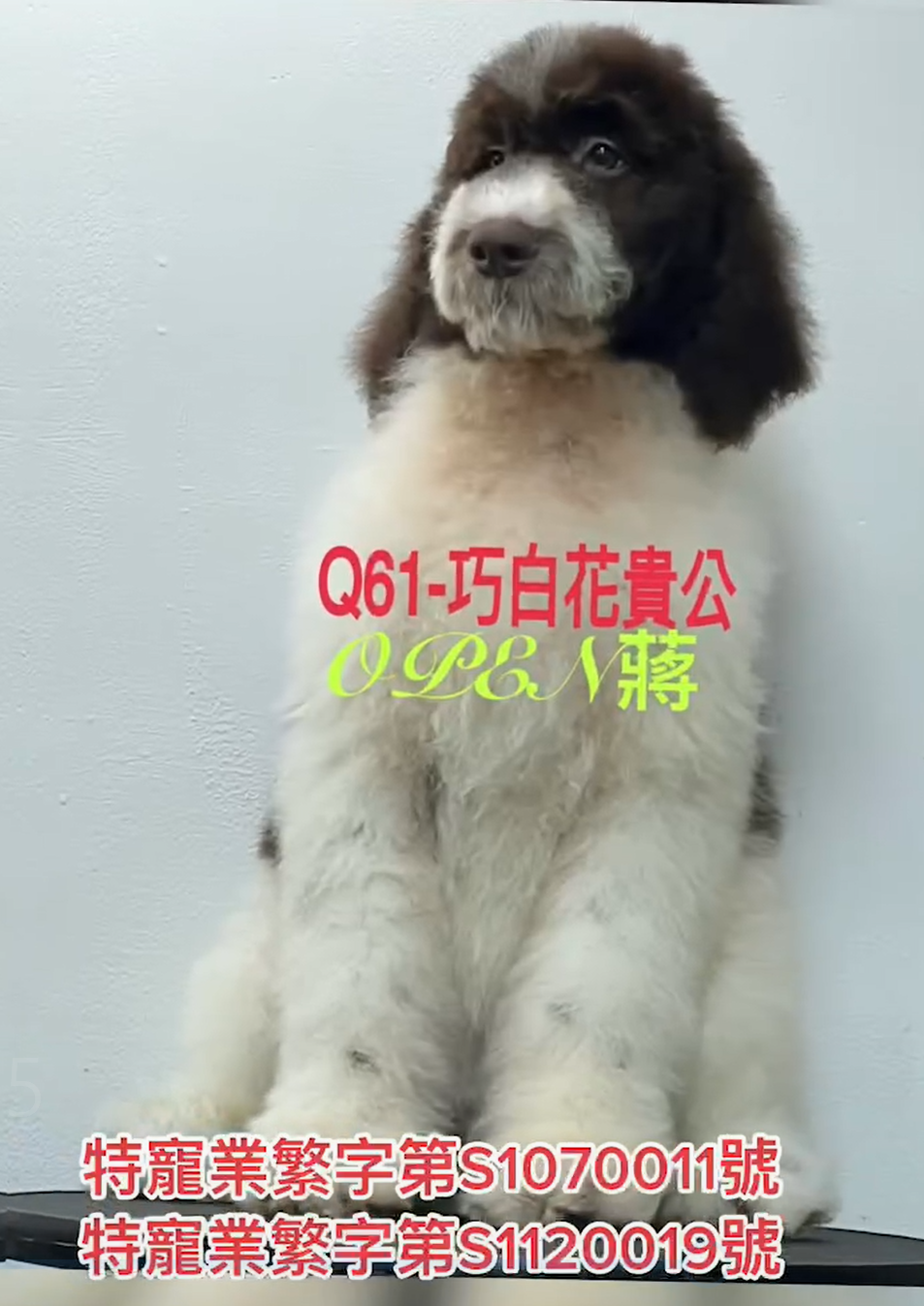 OPEN蔣犬舍／巧白花色巨型貴賓