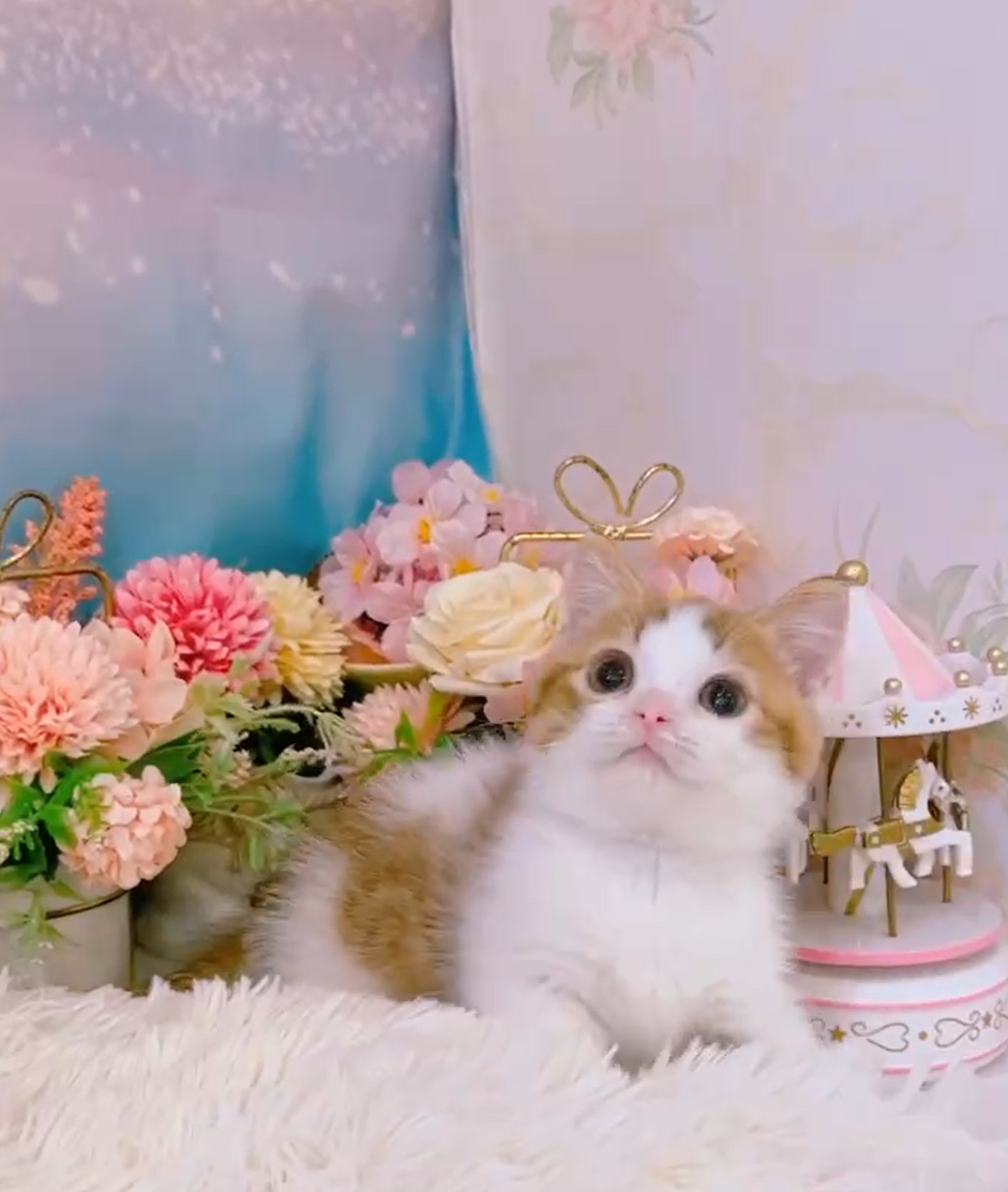 星光貓舍／銀肉桂加白曼赤肯