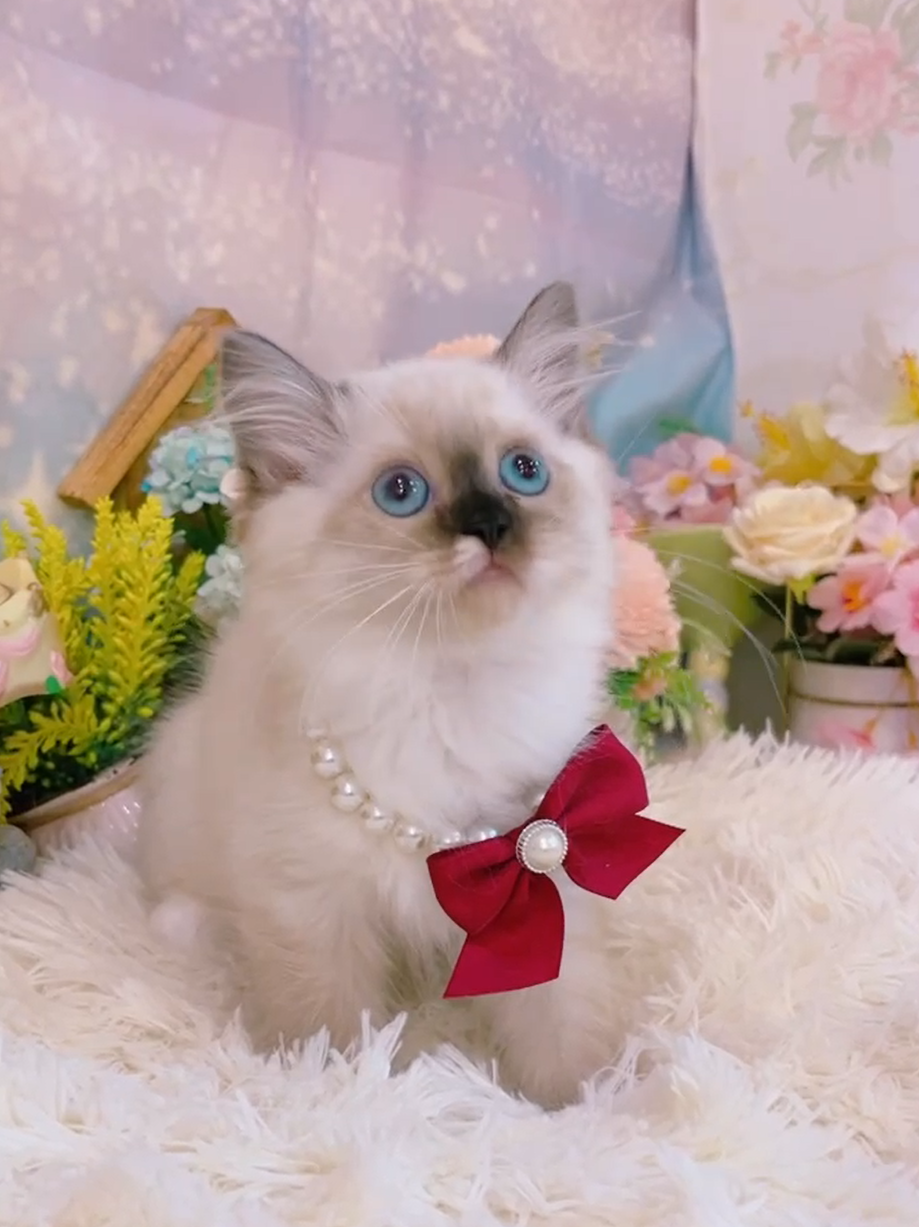 星光貓舍／重點色布偶貓