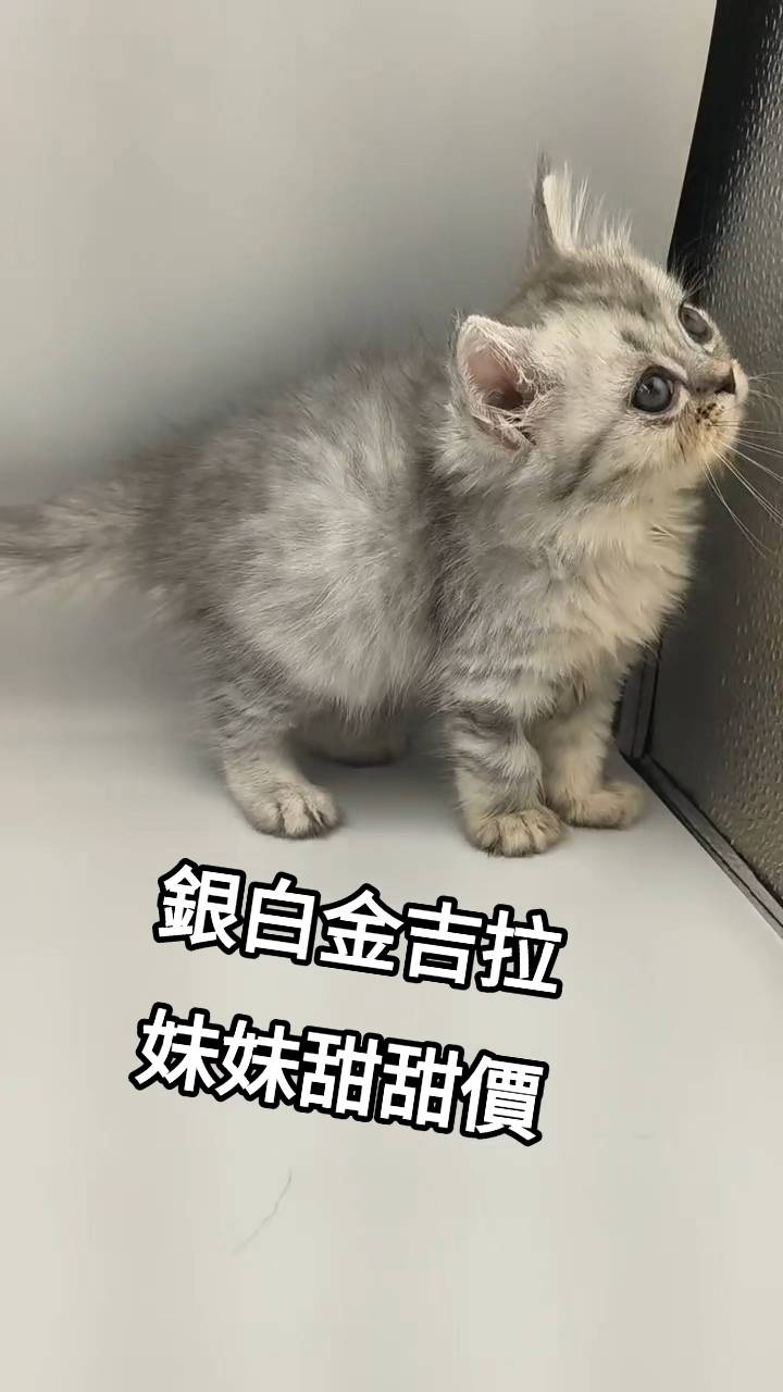 刻在你心底的貓／銀白色金吉拉