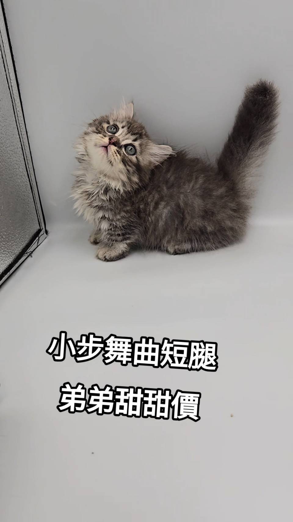 刻在你心底的貓／小步舞曲